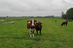 Nieuwsgierige koeien DSC_1448