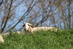 Enkele schaap op een dijk