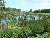 Langbroekerwetering met riet en grassen aan de waterkant in de zomer