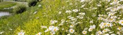 Dijk met bloemen