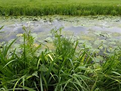 Water- en oeverplanten bij Schoonhoven (foto HDSR)