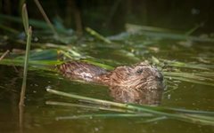 Zwemmende muskusrat door Rob Wirtz