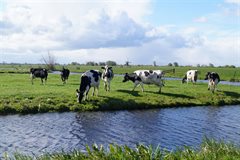 Lange Weide omgeving koeien