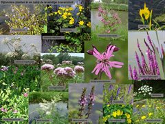 Bijzondere planten in en nabij de levendige boerensloot