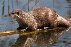 De otter