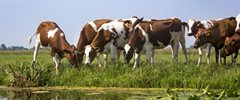 koeien_bij_de_waterkant