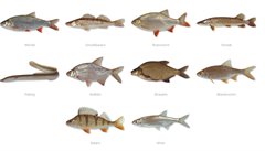 Veel voorkomende vissen in de Oudegracht