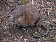 Muskusrat