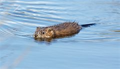 Muskusrat3