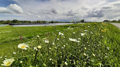 Bloemrijke dijk