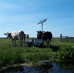 Vier koeien in weiland bij een drinkbak.