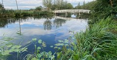 Natuurvriendelijke oever met een witte loopbrug op de achtergrond.