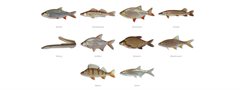 De meest voorkomende vissen in de Oudegracht: Winde, Snoekbaars, Ruisvoorn, Snoek, Paling, Kolblei, Brasem, Blankvoorn, Baars en de Alver