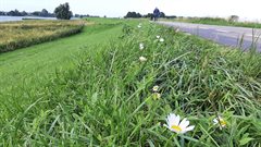 Margrieten komen weer door