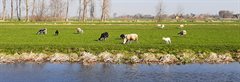 Schapen en lammetjes langs een watergang in Kamerik