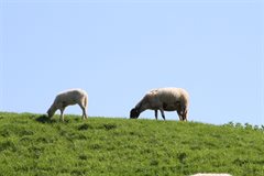 Schapen op Lekdijk_HDSR