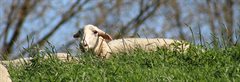 Een schaap die in het gras ligt.