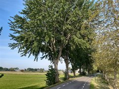 Weg met bomen langs de regionale waterkering tussen Oudewater en Montfoort.