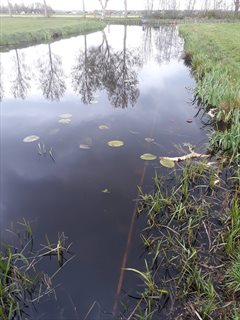 Natuurvriendelijke vooroevers Slimmenwetering Zegveld