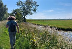 Wandelaar langs bloeiende boerensloot in Montfoort