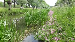 Met de aanleg van natuurvriendelijke oevers creëren we een goede leefomgeving voor oeverplanten en dieren, zoals bij deze oever in Houten.