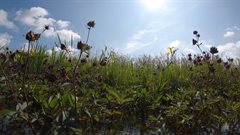 planten levendige boerensloot