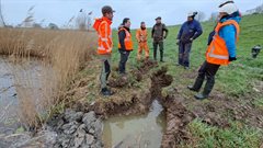 Eén van de uitgegraven beverholen in de Lekdijk