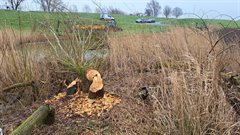 Door bever afgeknaagde boom met op de achtergrond de reparatie van de Lekdijk