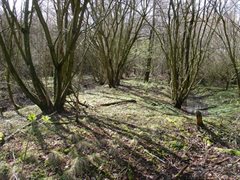 interne sloten natuurgebied bos natte periode