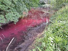 Rood water in park Oudegein