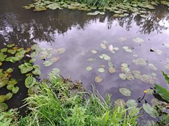 Dode vissen tussen de waterplanten