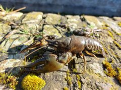 Rivierkreeft op straat