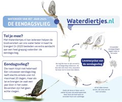 Knipsel flyer Eendagsvlieg JPG