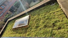 groene_daken_de_bilt