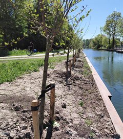 Bomen op vernieuwde oever Park Oudegein