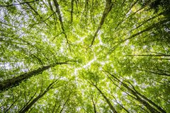 forest-trees-perspective-bright-957024