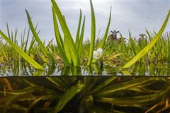 Krabbenscheer_Bloem_Koe_Zegveld_3_© Arthur de Bruin_HDSR