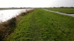 Westelijke waterkering langs de Dubbele Wiericke