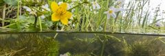 Schoon en gezond water