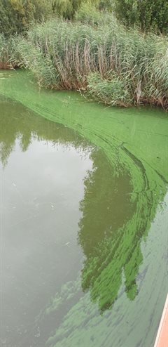 blauwalg