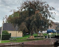 Beatrixboom met opgeknapt hek