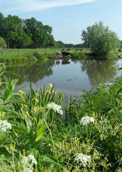 Tussen Vagantepad en Rhijnauwen 1-voorjaar 2014