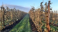 Boomgaard besproeien tegen nachtvorstschade