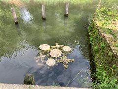 IMG-20260527-WA0004