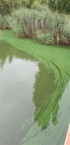 blauwalg
