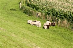 Schapen grazen op de dijk