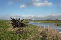 Boomstronk Achterwetering bij gemaal Oud-Kamerik