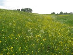 Bloemrijke dijk bij Beusichemse veer