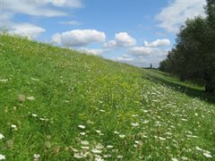 Bloemrijke dijk bij Amerongen, met Wilde peen en Pastinaak