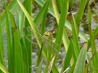 Groene glazenmaker